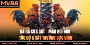 Đá Gà Cựa Sắt - Màn Đối Đầu Tốc Độ & Sát Thương Cực Đỉnh
