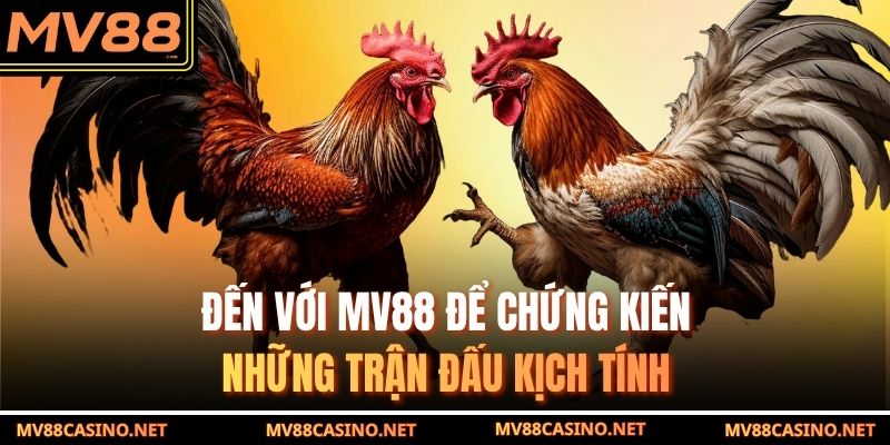 Đến với MV88 để chứng kiến những trận đấu kịch tính