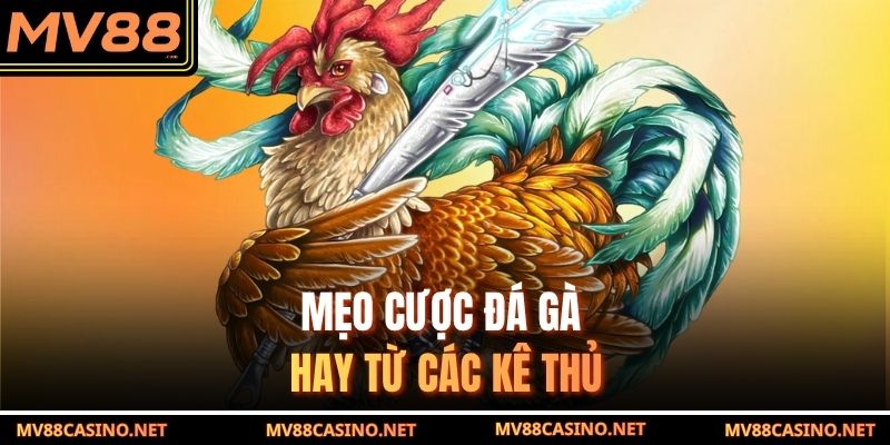 Mẹo cược đá gà cựa dao hay từ các kê thủ
