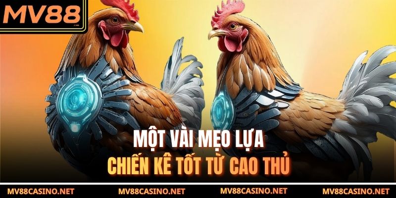 Một vài mẹo lựa chiến kê tốt từ cao thủ đá gà cựa sắt