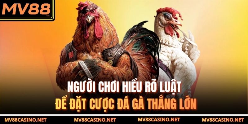 Người chơi hiểu rõ luật để đặt cược đá gà cựa sắt thắng lớn
